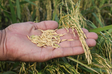 Close up of green paddy rice plant in hand. spike rice field rice crop, a farmer's hand with organic rice paddy, Closeup rice on hand up in paddy