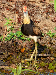 Comb-crested Jacana - Irediparra gallinacea in Australia