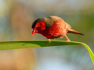 Crimson Finch - Neochmia phaeton in Australia