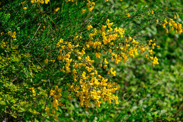 A bunch of yellow flowers are growing in a green bush