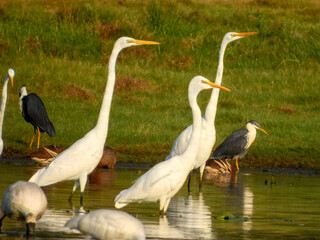 Great White Egret - Ardea alba in Australia