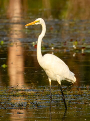 Great White Egret - Ardea alba in Australia
