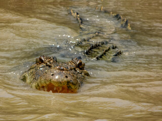 Estuarine crocodile (Crocodylus porosus) in Australia