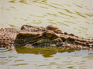 Estuarine crocodile (Crocodylus porosus) in Australia