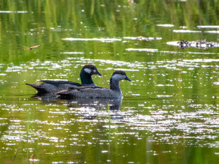 Green Pygmy-Goose - Nettapus pulchellus in Australia