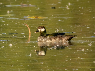 Green Pygmy-Goose - Nettapus pulchellus in Australia