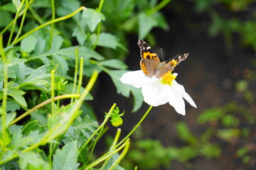 花に止まるアカタテハ