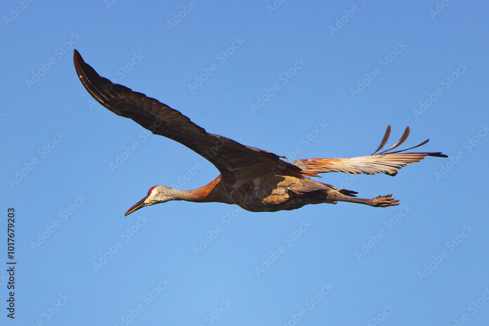 Poster Sandhill crane (Antigone canadensis) in flight