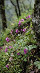 Obraz premium Delicate purple wildflowers bloom amidst lush greenery in a serene forest setting