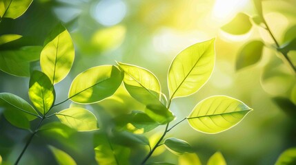 Vibrant Green Leaves in Sunlight - Fresh, Lush Foliage Nature Scene
