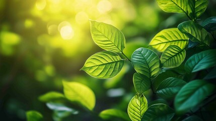 Fototapeta premium Vibrant Green Leaves in Sunlight - Fresh, Lush Foliage Nature Scene 