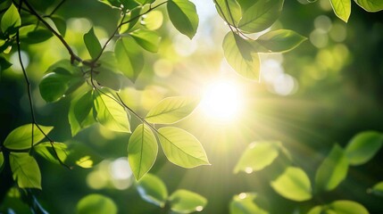 Vibrant Green Leaves in Sunlight - Fresh, Lush Foliage Nature Scene

