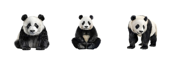 Fototapeta premium panda bear collection on transparent background