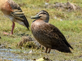 Pacific Black Duck - Anas superciliosa in Australia