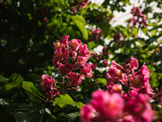 Spring blossom