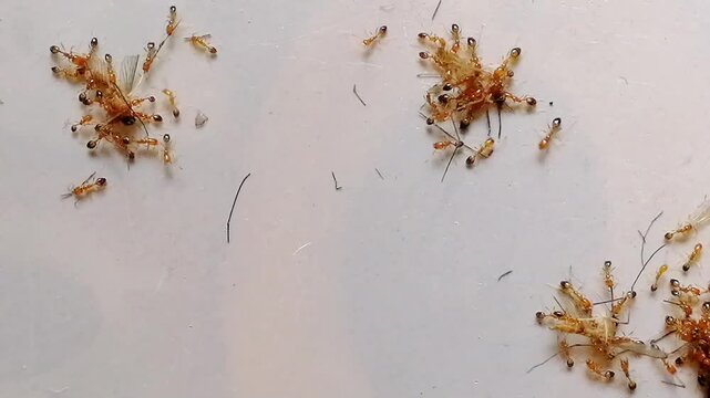 Ants are eating mosquito. Experiment test to create genetically DNA modified ants in laboratory that will eat only mosquito from nature, so that it will decrease ratio of diseases spread by mosquitoes