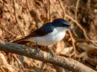 Fototapeta premium Paperbark Flycatcher - Myiagra nana in Australia