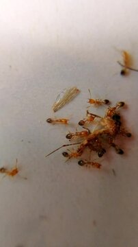 Ants are eating mosquito. Experiment test to create genetically DNA modified ants in laboratory that will eat only mosquito from nature, so that it will decrease ratio of diseases spread by mosquitoes