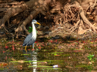 Pied Heron - Egretta picata in Australia