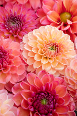 Pink dahlia blooms background. Coral and blush dahlia flowers close up. Floral wallpaper.