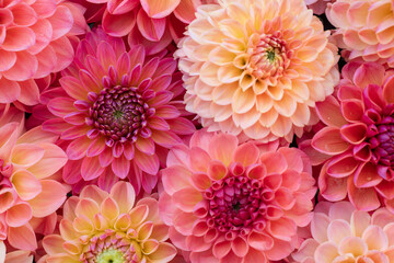 Pink dahlia blooms background. Coral and blush dahlia flowers close up. Floral wallpaper.