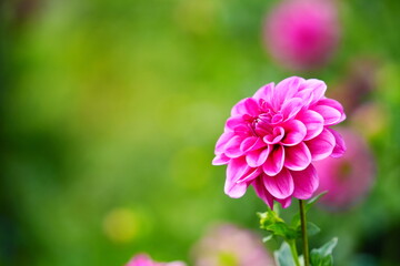 Obraz premium ピンクの花