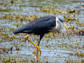Pied Heron - Egretta picata in Australia