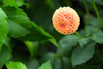 サックルローズピンク