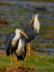 Pied Heron - Egretta picata in Australia