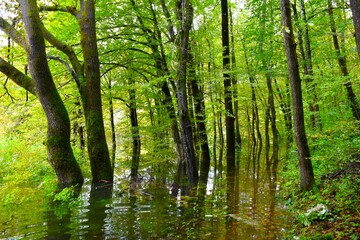 Fototapeta premium Flooded forest at Rakov Škocjan with pedunculate oak (Quercus robur) and hornbeam (Carpinus betulus) trees in Notranjska, Slovenia