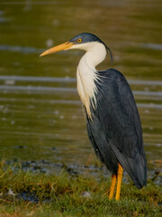Pied Heron - Egretta picata in Australia