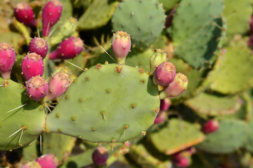 Indian fig opuntia with fruit