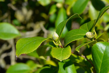 Camellia flower bud