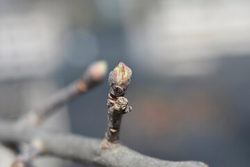 Apple tree branch with buds
