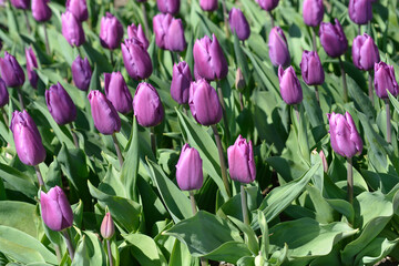Tulip Purple Flag flowers