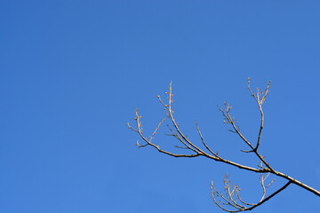 Obraz premium Empress tree branch against blue sky