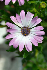 Fototapeta premium African daisy flower