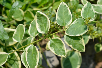 Variegated Greater periwinkle leaves