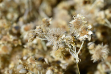 Obraz premium Everlasting Summer Snow seed heads