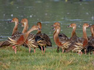 Plumed Whistling-Duck - Dendrocygna eytoni in Australia