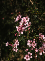 pink flowers in the garden