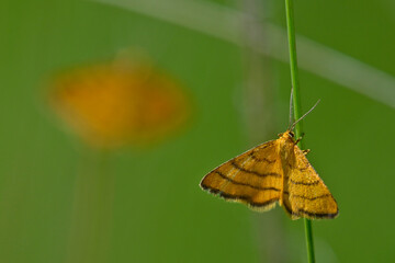 Goldgelber Magerrasen-Zwergspanner // Golden-yellow wave (Idaea aureolaria)