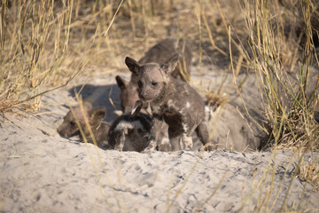 Fototapeta premium African wild dog, Lycaon pictus, walking in the water. Hunting painted dog with big ears, beautiful wild animal in habitat. Wildlife nature, Moremi, Okavanago delta, Botswana, Africa