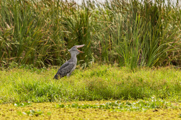 African Balaeniceps (Balaeniceps rex) is a large African bird from the order of the rocks, known especially because of its conspicuously shaped beak.