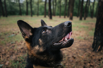 German Shepherd looking up during training session in the forest