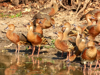 Plumed Whistling-Duck - Dendrocygna eytoni in Australia