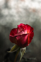 Close up macro capture of red rose with delicate petals 