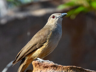 Sandstone Shrikethrush - Colluricincla woodwardi in Australia