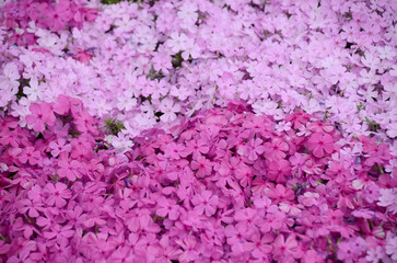 Obraz premium 芝桜