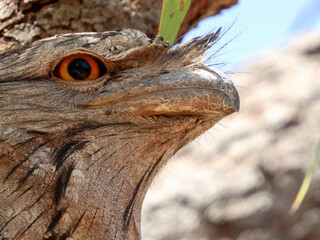 Tawny Frogmouth - Podargus strigoides in Australia